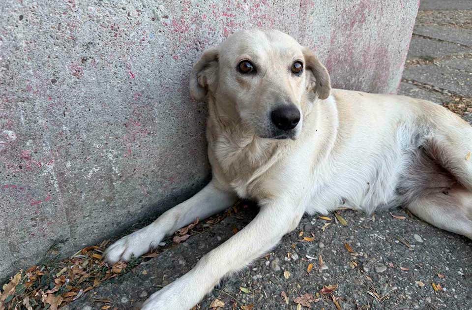 Jovanka se svima raduje, a nema kome da se vrati: Ova velika maza traži svoj dom Jovanka se svima raduje, a nema kome da se vrati: Ova velika maza traži svoj dom