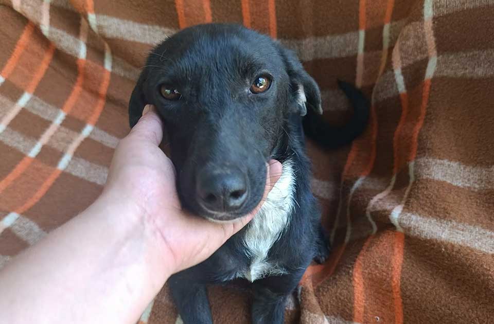 Udomi, ne kupuj: Bila je na ivici života, a danas osvaja nežnim pogledom – Spasa traži dom Udomi, ne kupuj: Bila je na ivici života, a danas osvaja nežnim pogledom – Spasa traži dom