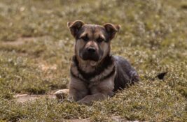Udomi, ne kupuj: Vukica je preživela pakao na deponiji, mesecima čeka da joj neko pruži ruku