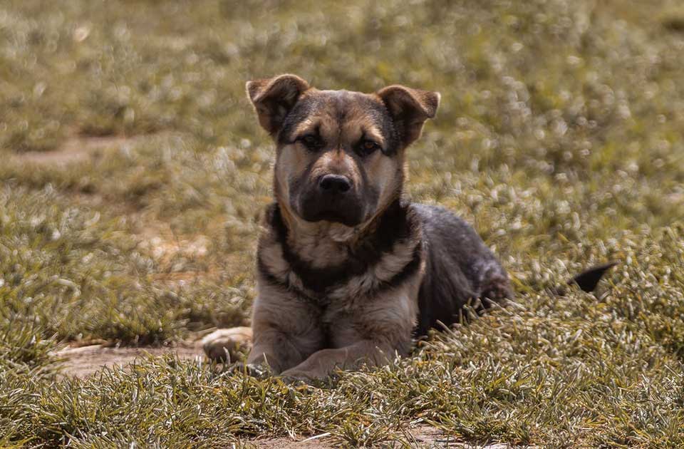 Udomi, ne kupuj: Vukica je preživela pakao na deponiji, mesecima čeka da joj neko pruži ruku Udomi, ne kupuj: Vukica je preživela pakao na deponiji, mesecima čeka da joj neko pruži ruku