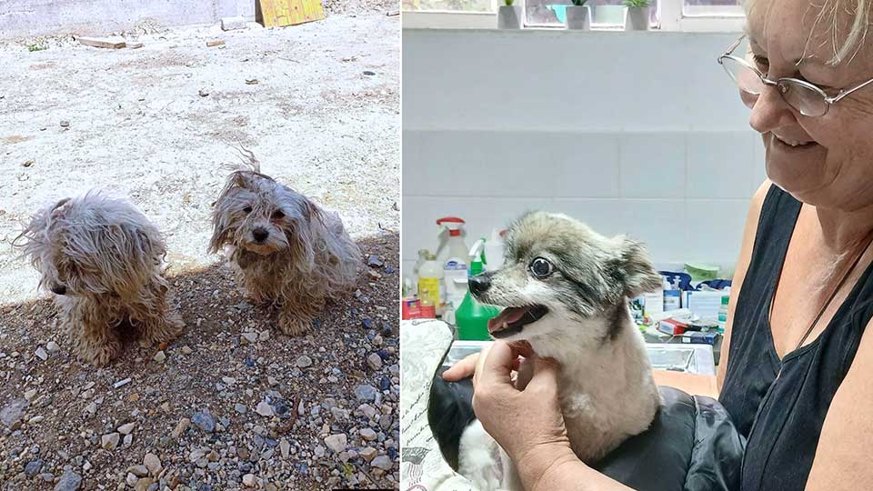 smiljana pavić spasila preko stotinu pasa